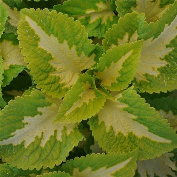 Coleus Kong Junior Green Halo