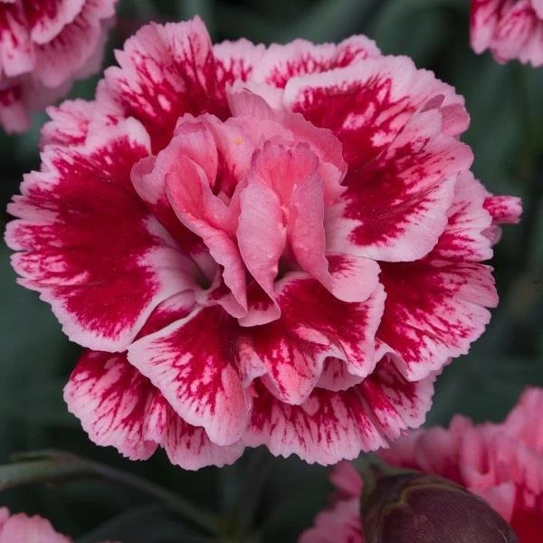 Dianthus Scent First Sugar Plum