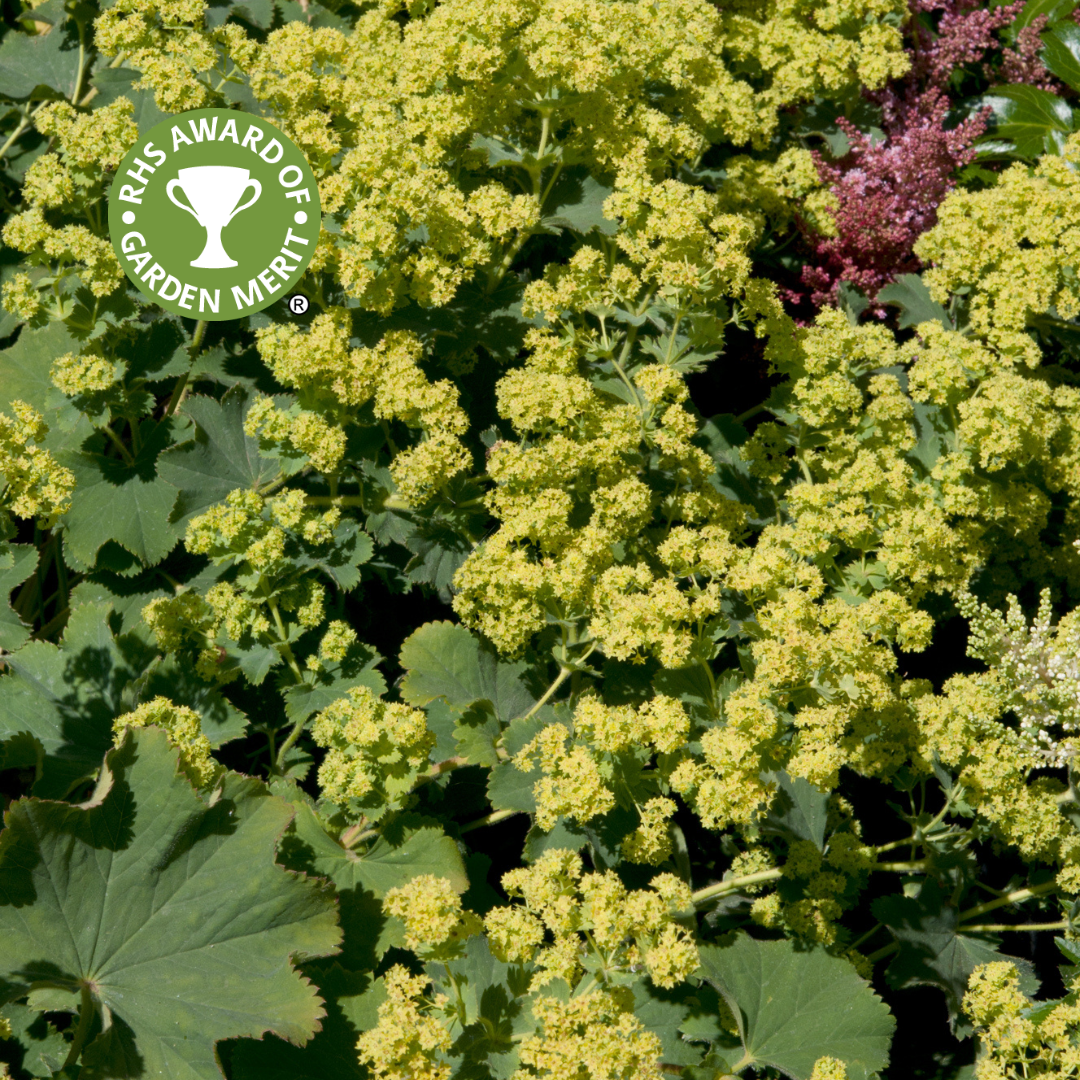 Alchemilla Irish Silk