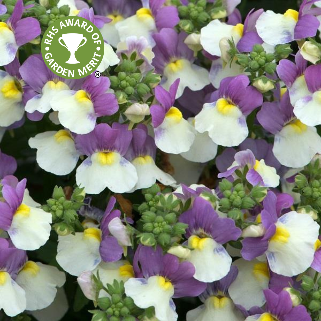 Nemesia Lady Kate