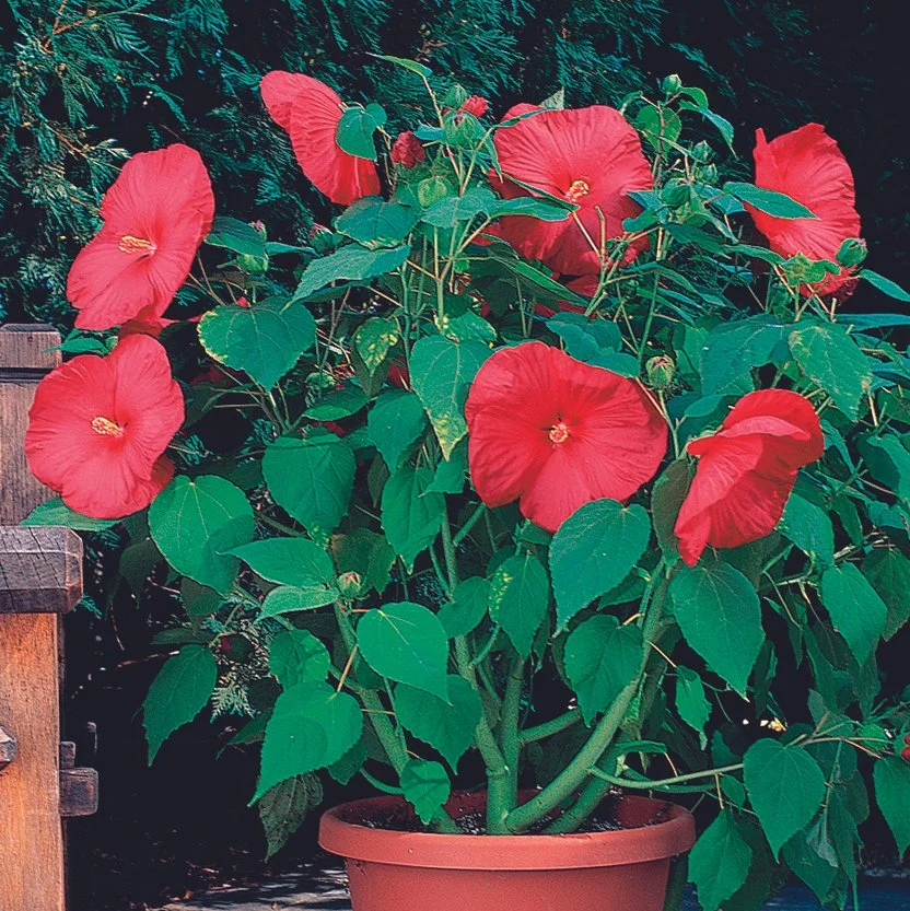 Hibiscus F1 Nippon Red