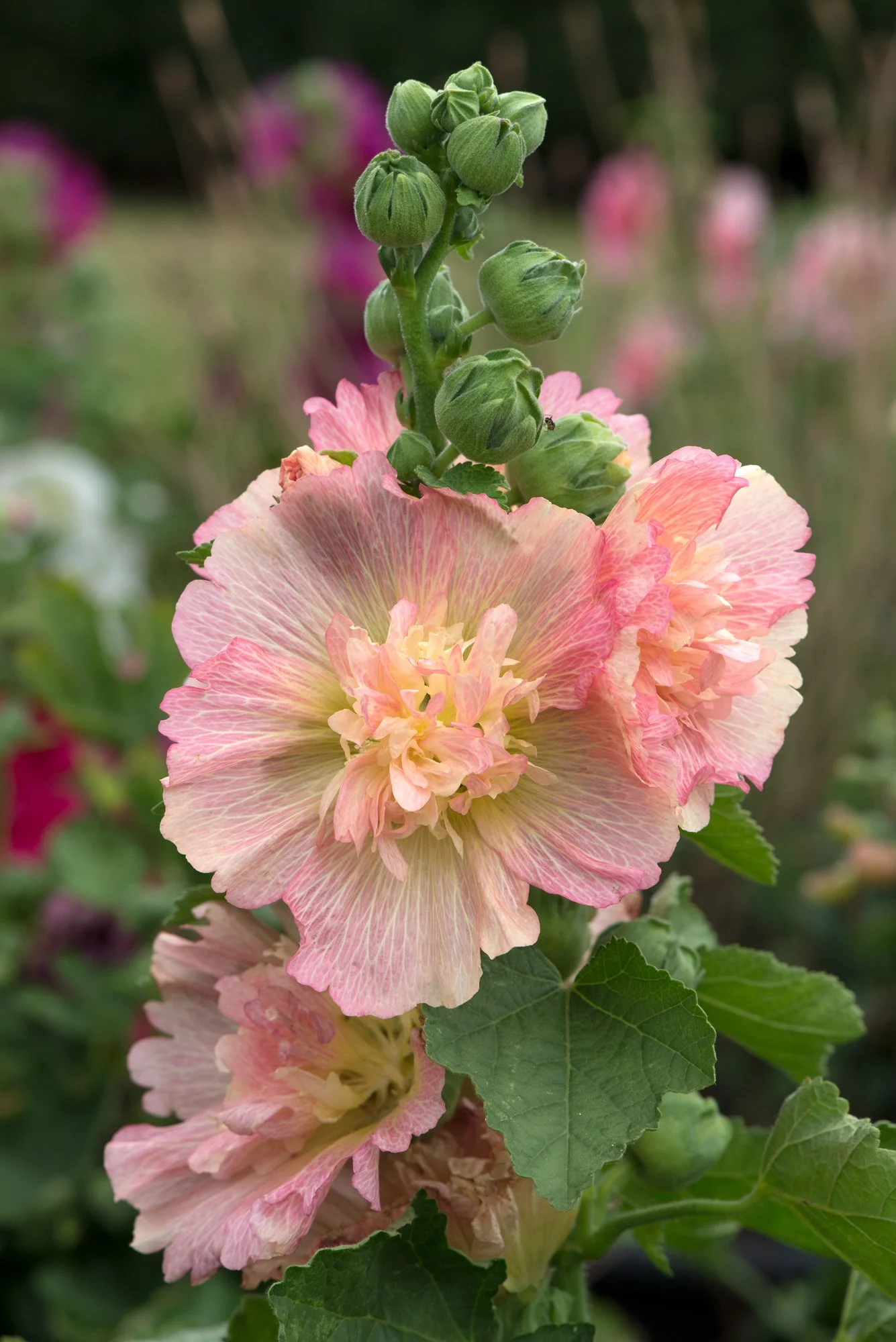 Hollyhock Spring Celebrities Apricot