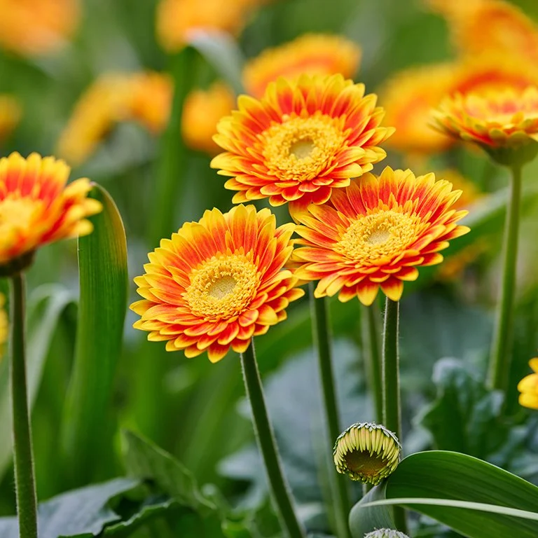 Gerbera Garvinea Sweet Blaze