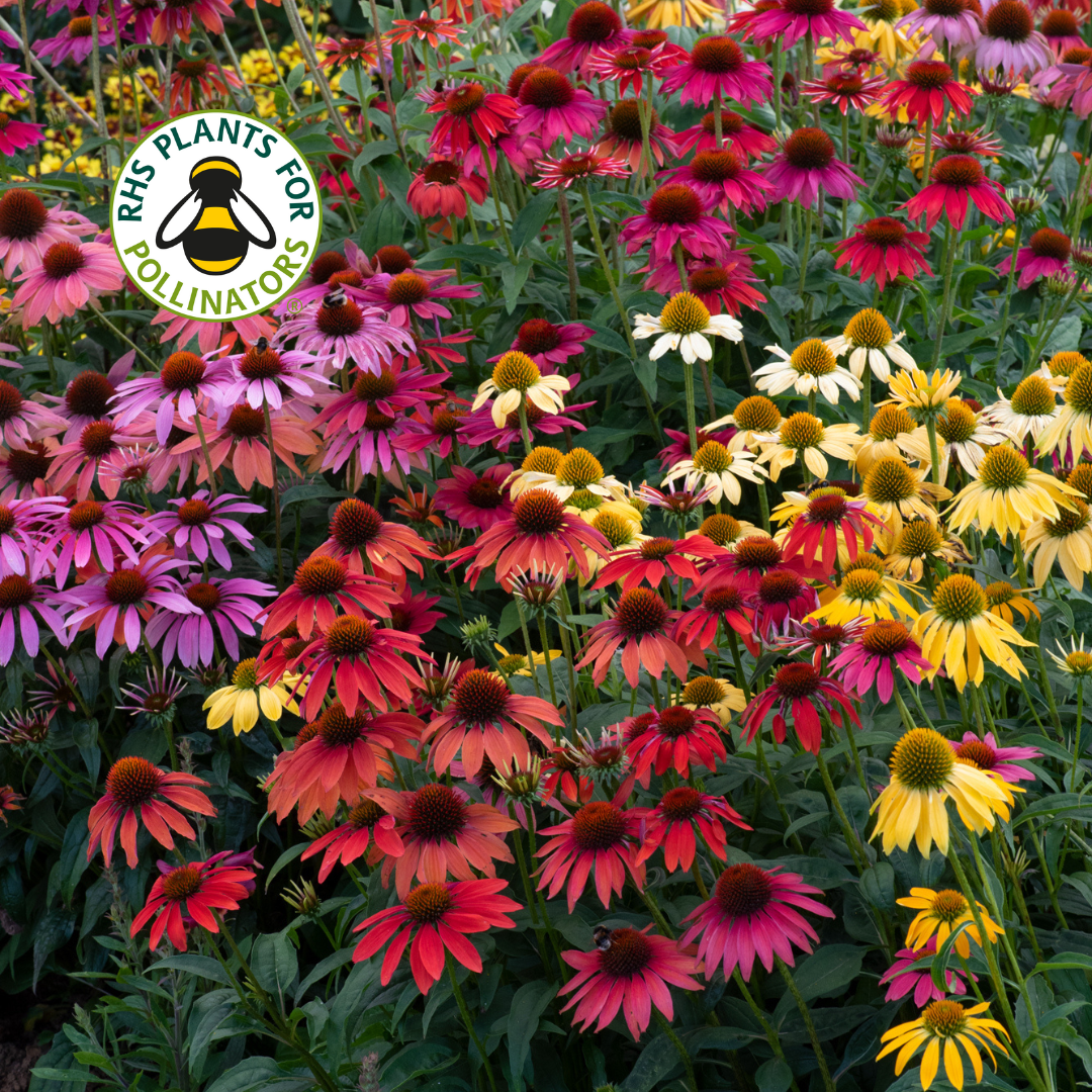 Echinacea Cheyenne Spirit