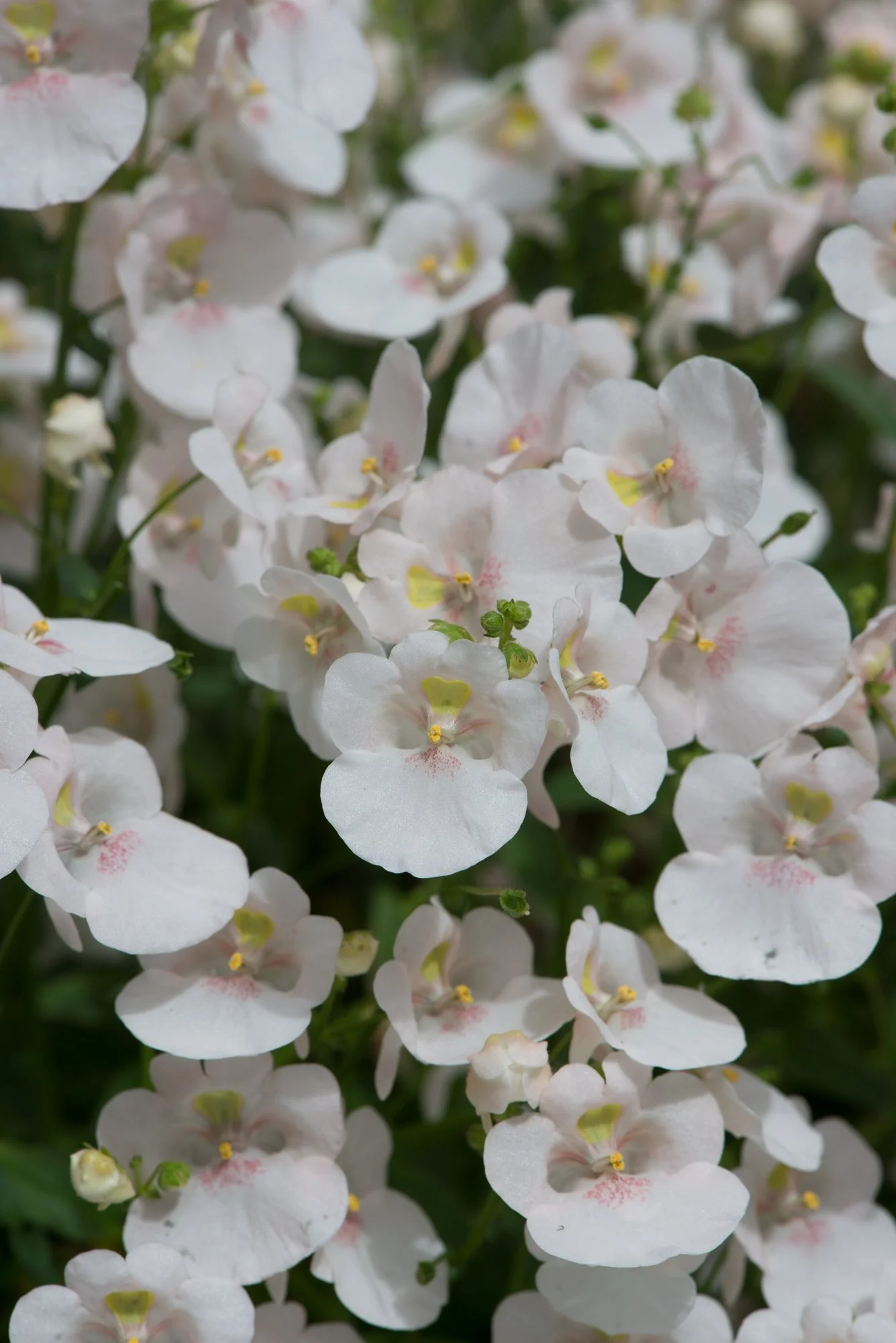 Diascia Diamond  White Blush