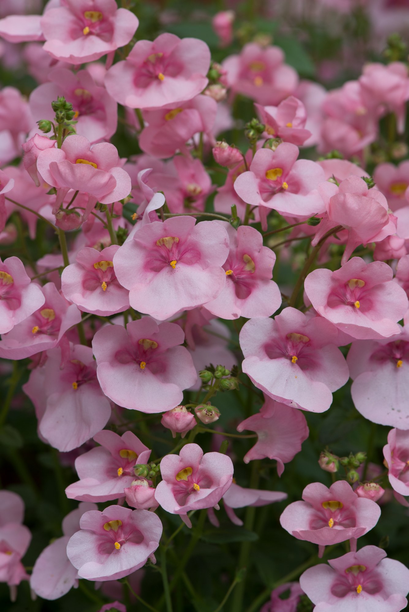 Diascia Diamond Light Pink
