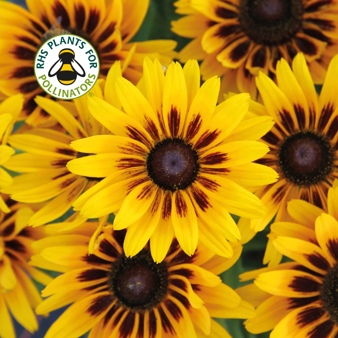 Rudbeckia Summer Daisy's Choco Sun