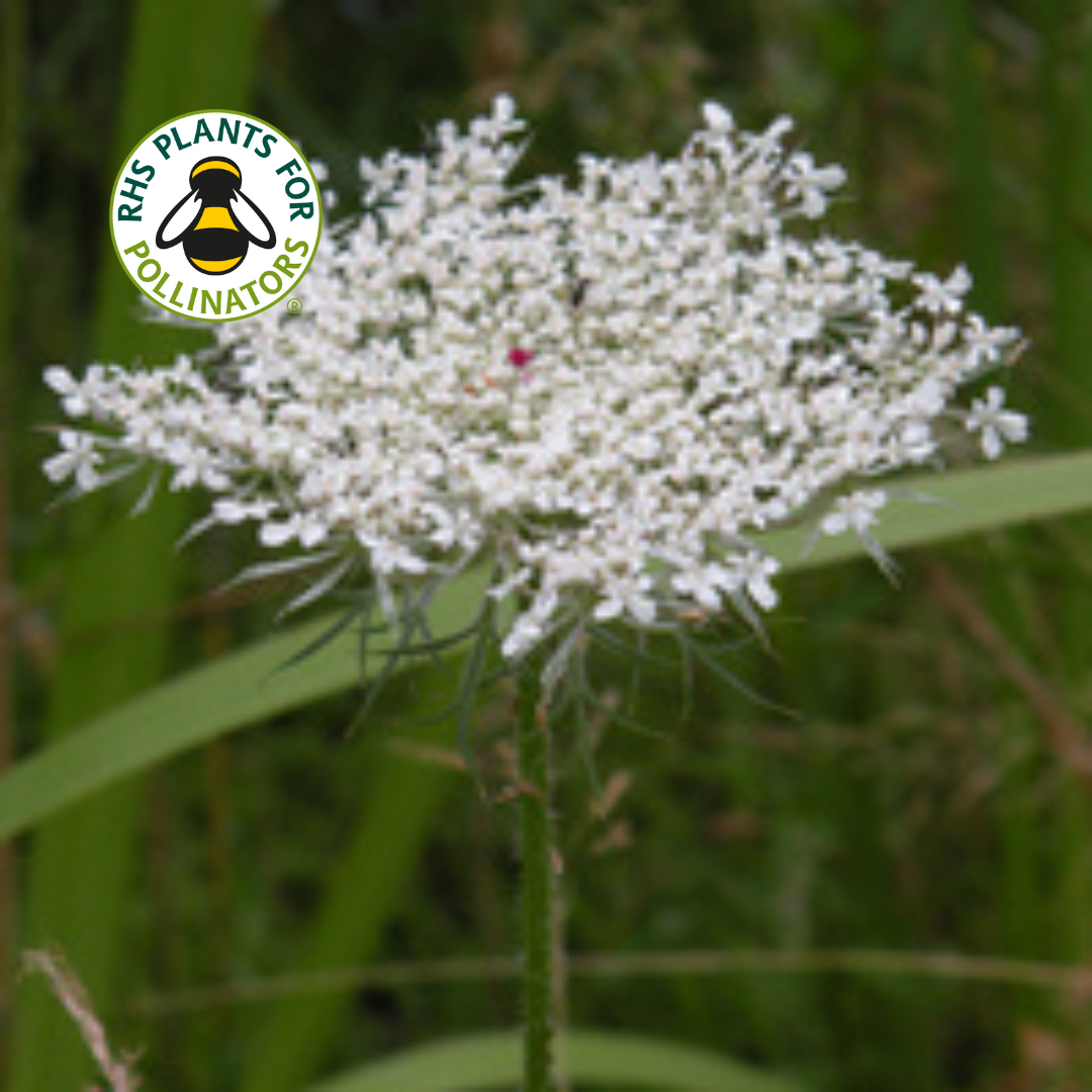 Wildflower - Wild Carrot