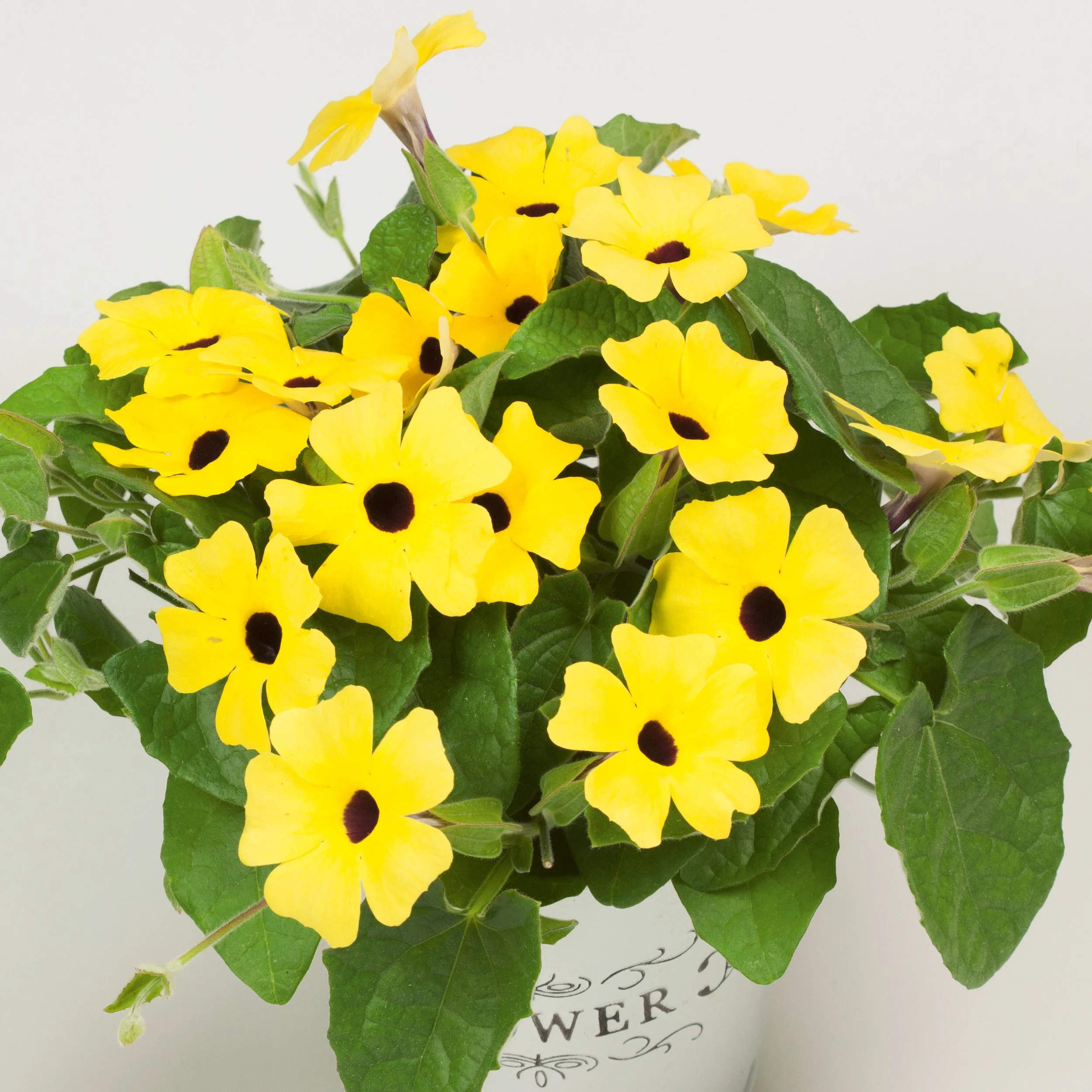 Thunbergia Arizona Yellow Dark Eye