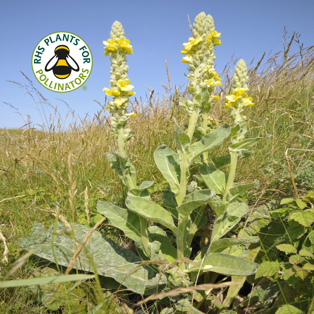 Wildflower - Great Mullein