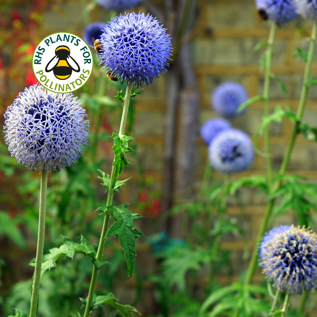 Echinops Blue Globe