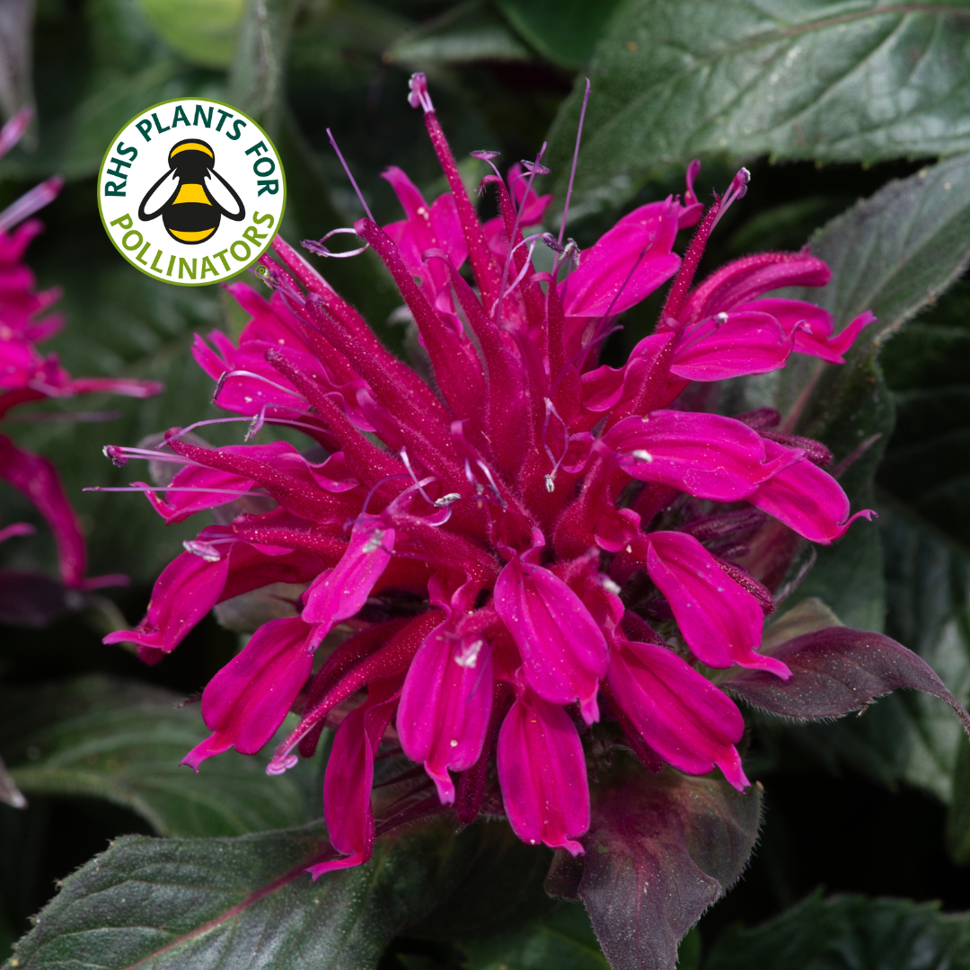 Monarda Balmy Purple