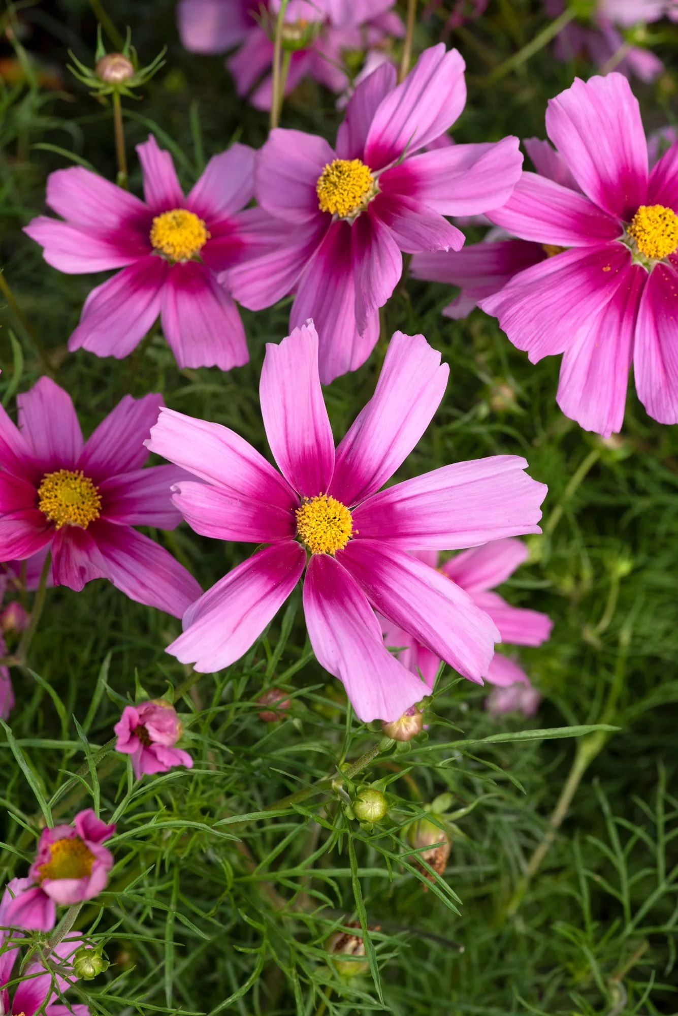 Cosmos Apollo Rose Eye