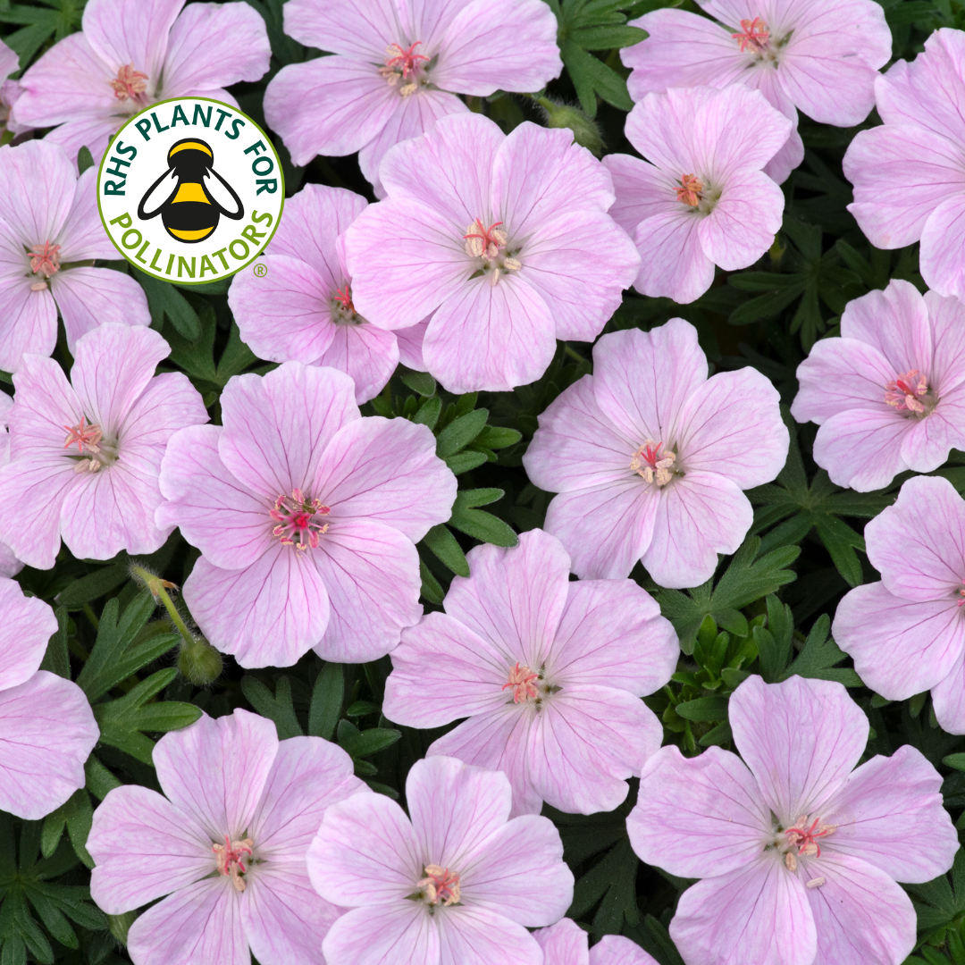 Geranium Frivolius Pink