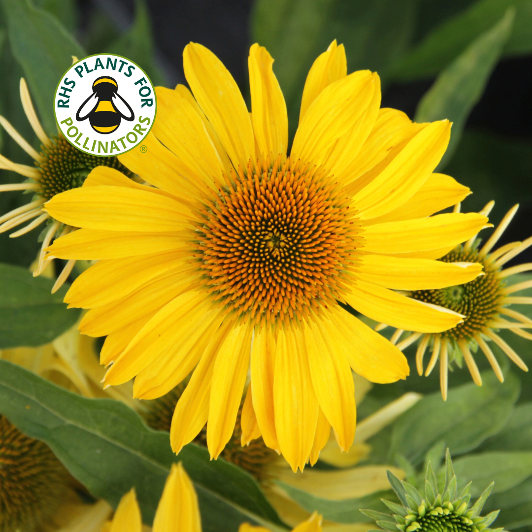 Echinacea Papallo Classic Deep Yellow