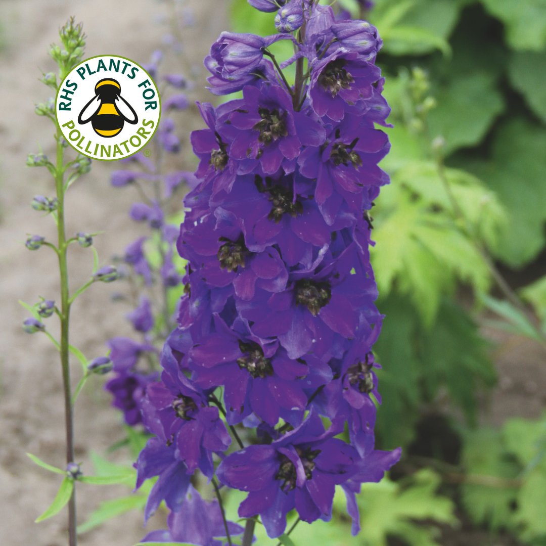 Delphinium Magic Fountain Dark Blue Dark Bee