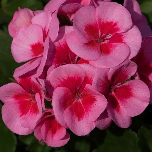 Geranium/Pelargonium Sunrise Smokey Eye White
