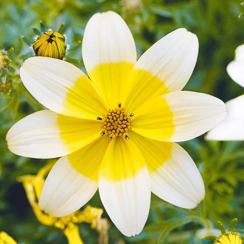 Bidens Taka Tuka White & Yellow