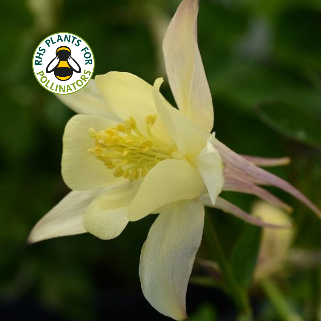 Aquilegia Spring Magic Yellow