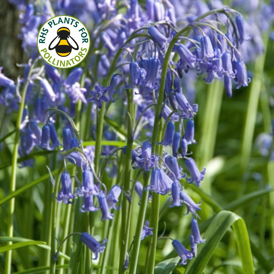 Bluebell - English
