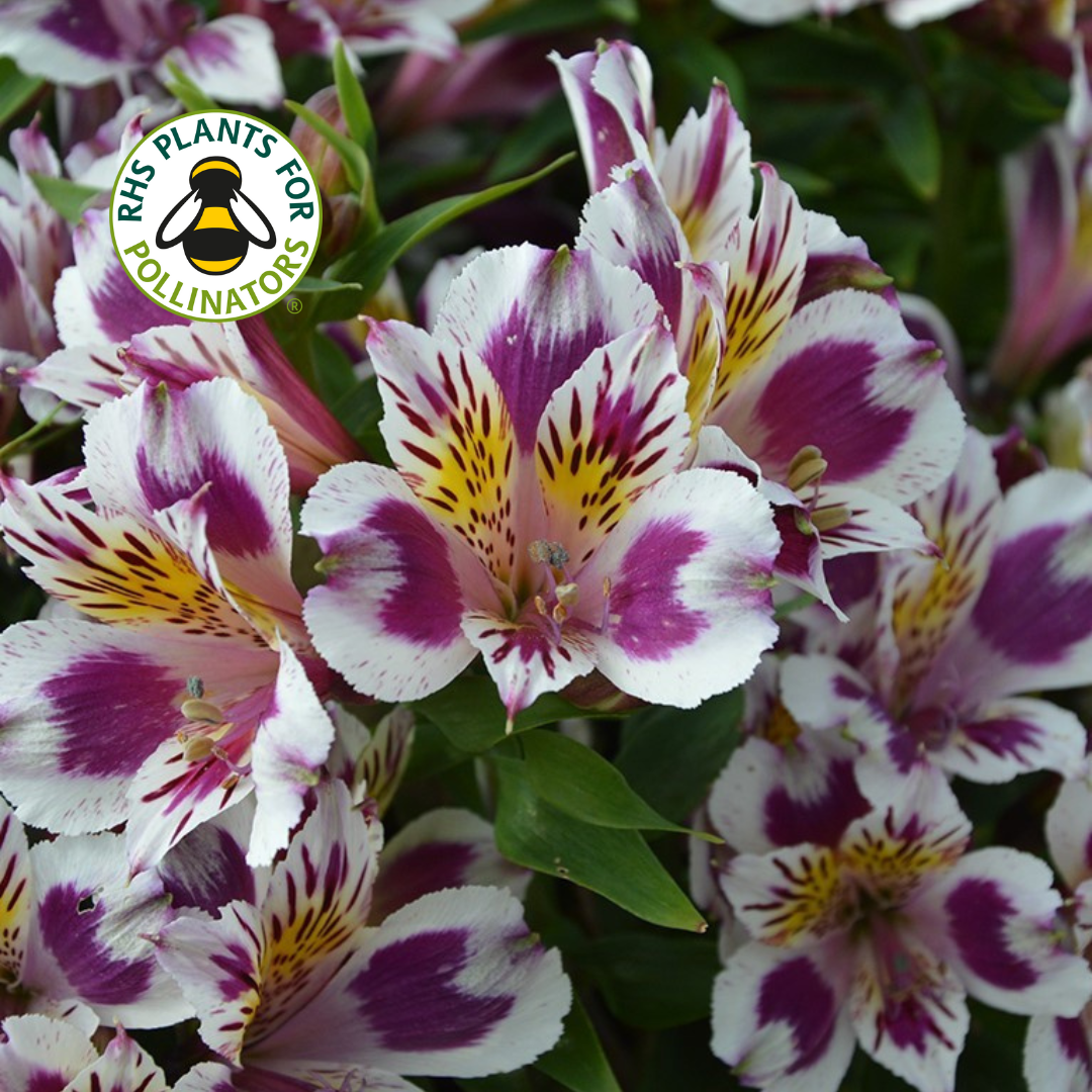 Alstroemeria Inca Magic