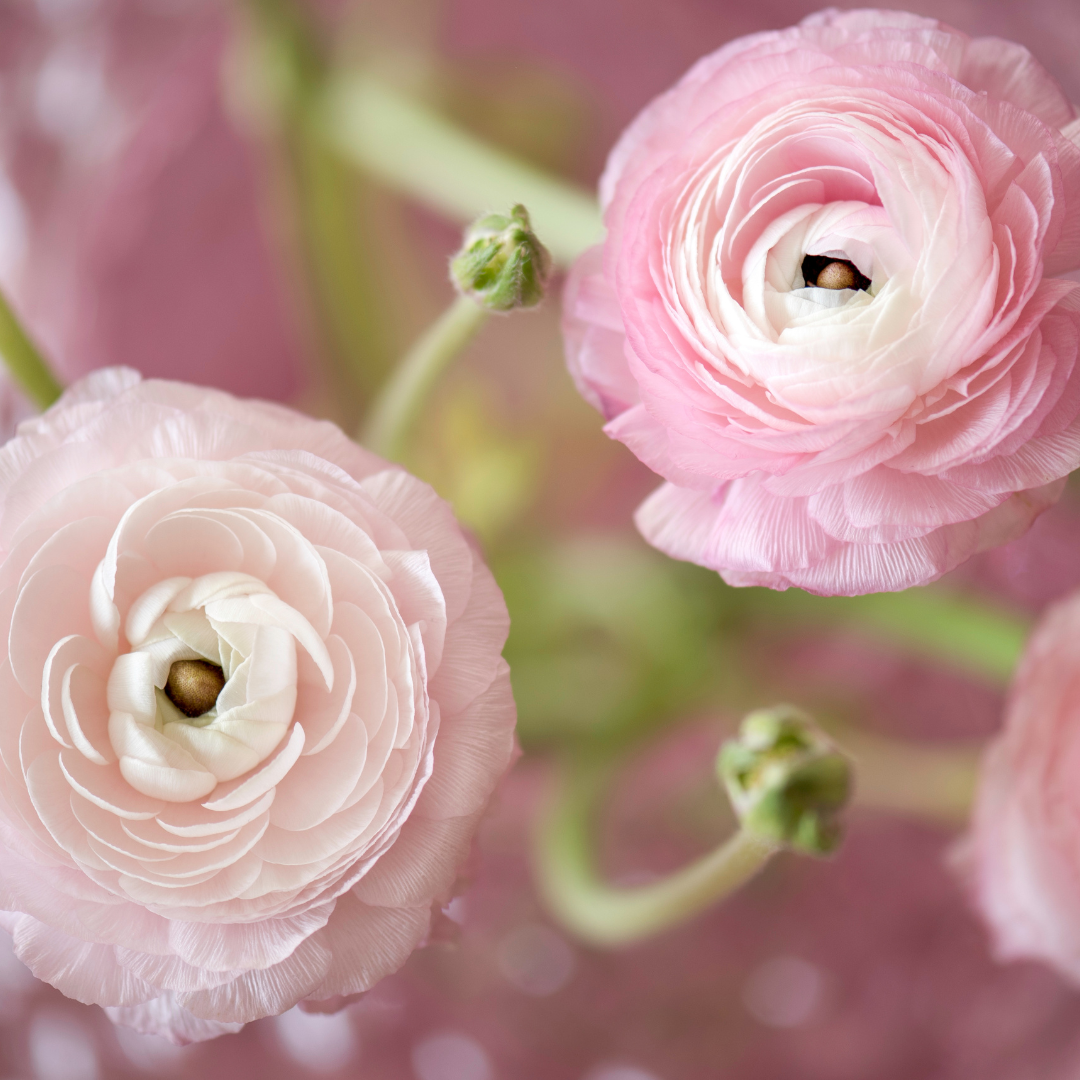 Ranunculus Vortex Pink Bicolour