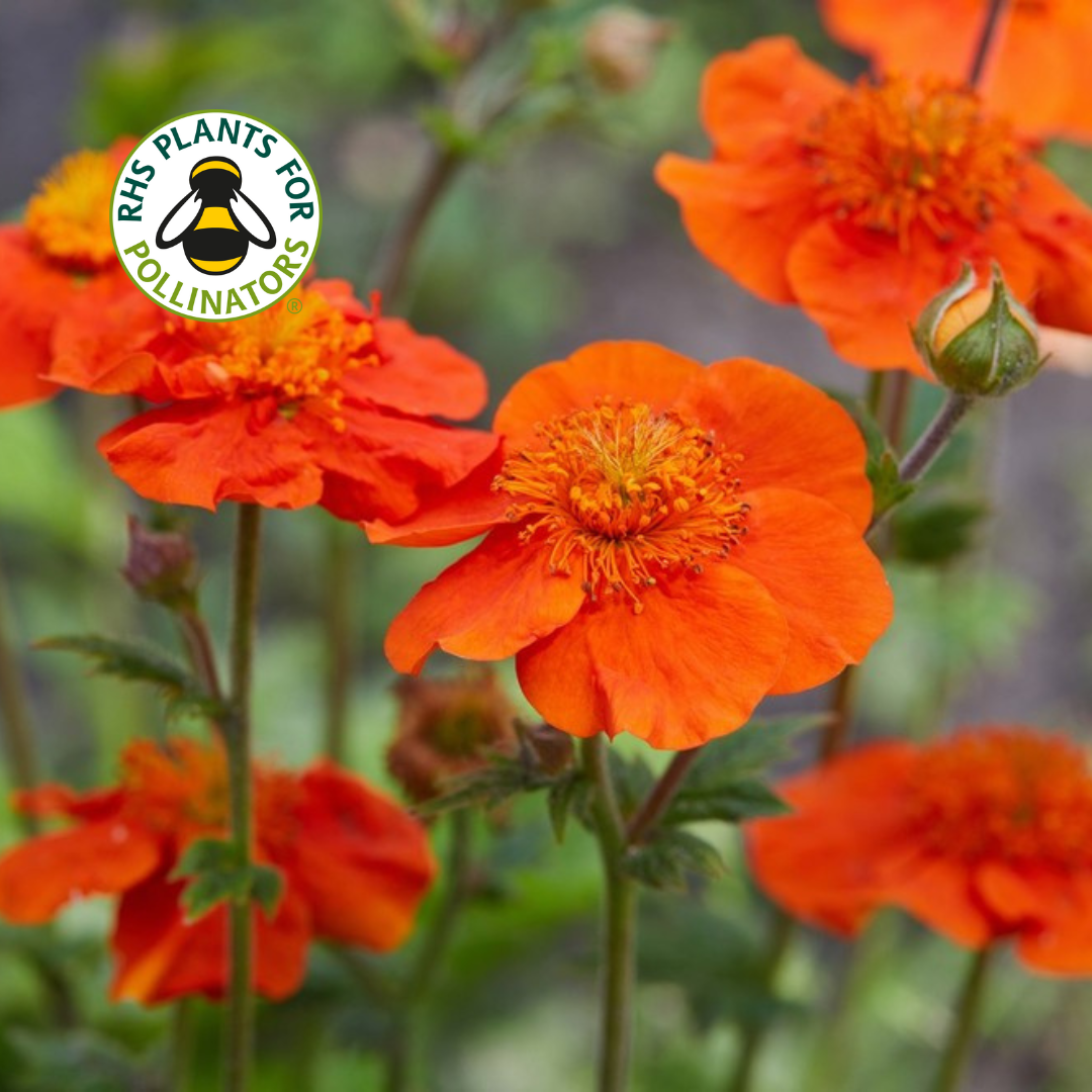 Geum Tosai Orange
