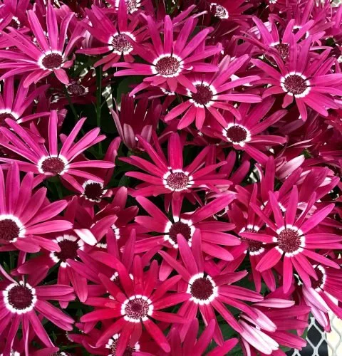 Senetti Dark Red Bicolour