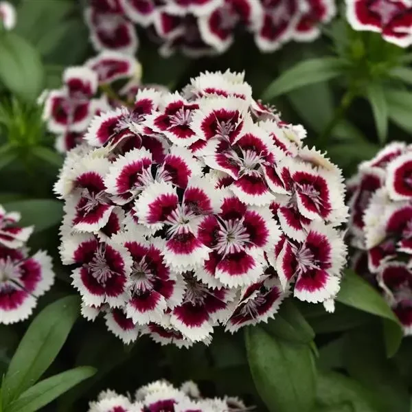 Dianthus Dart Red White Picotee