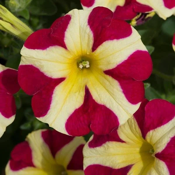 Petunia Amore Queen of Hearts