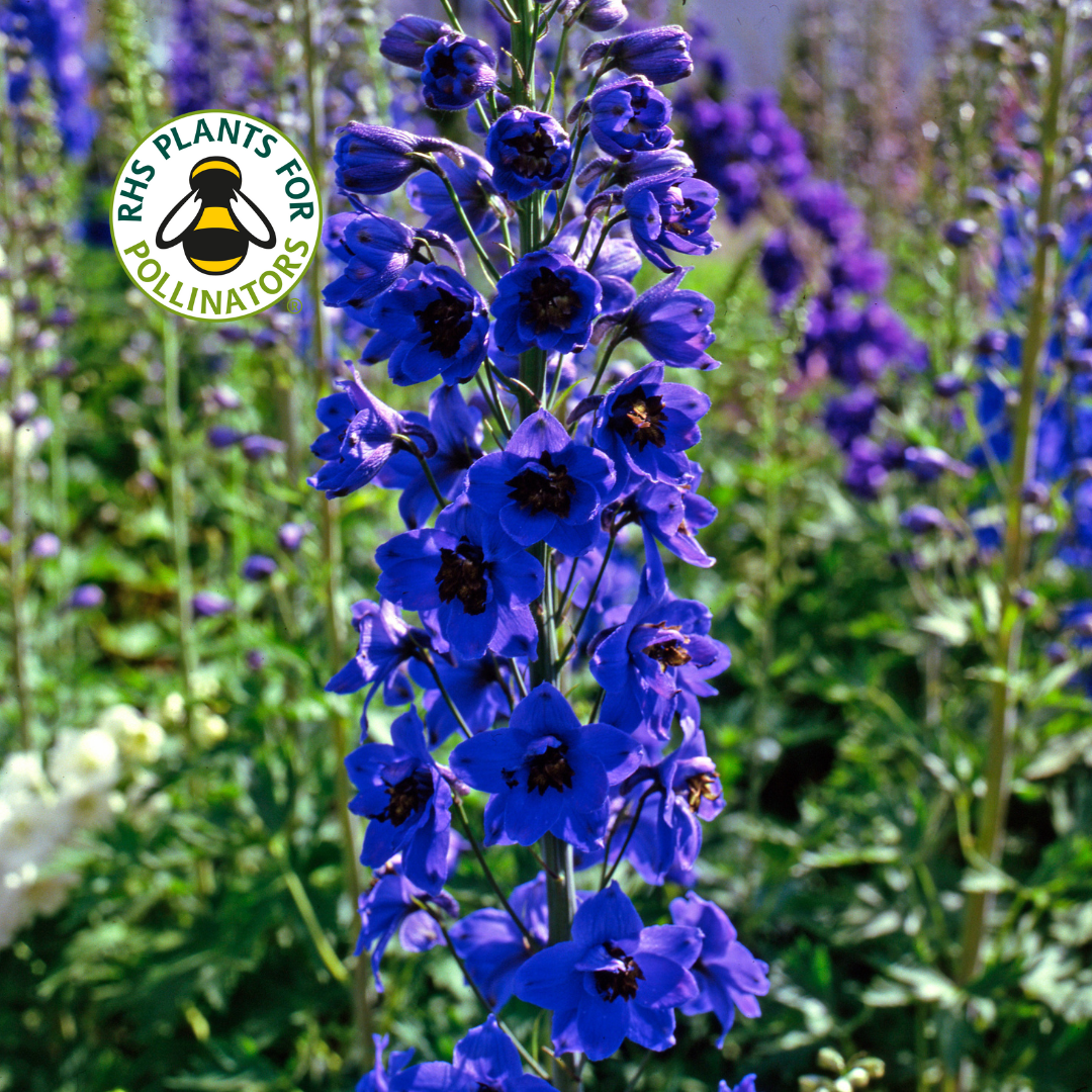 Delphinium Pacific Giant Black Knight