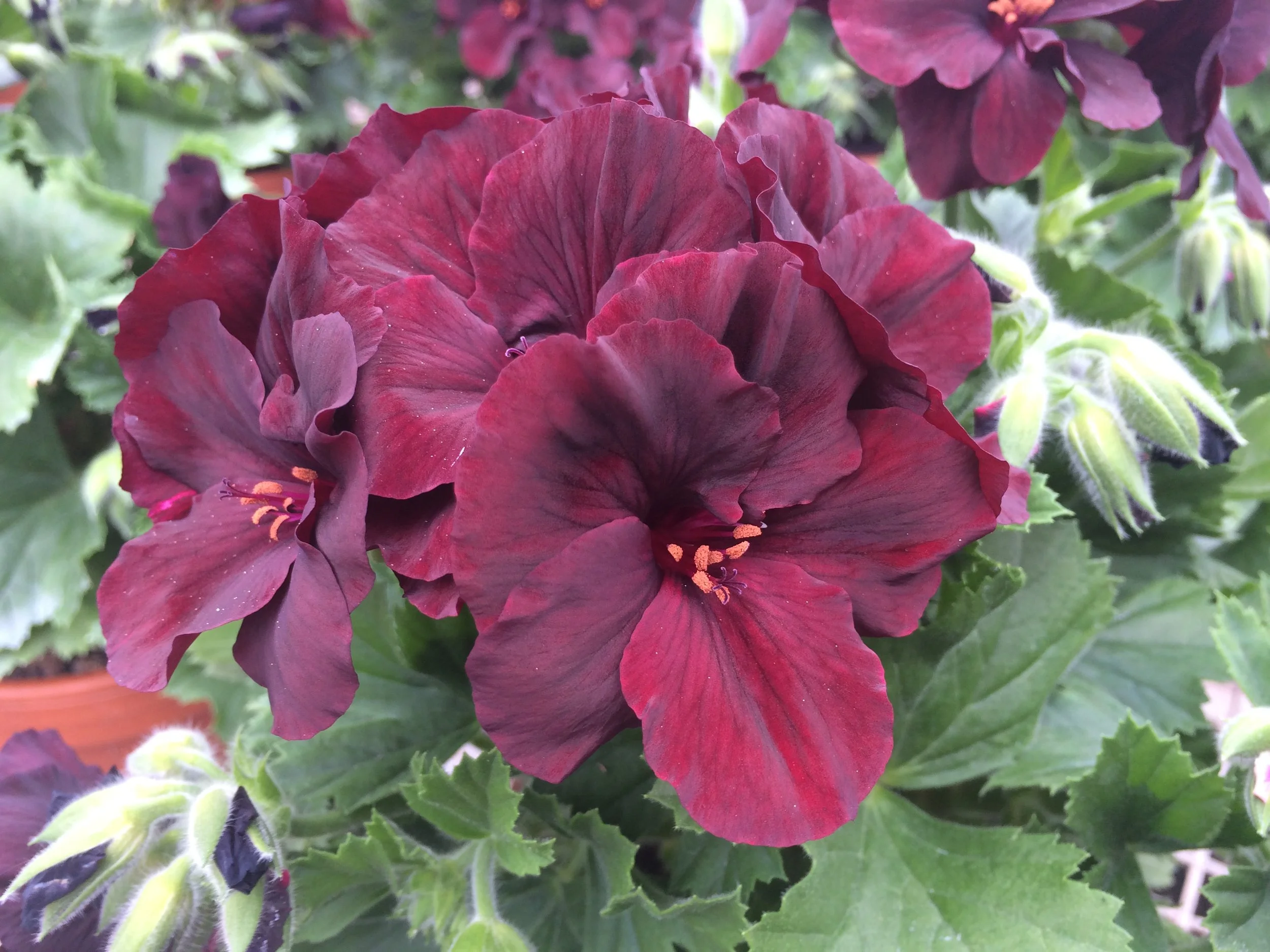 Geranium/Pelargonium Aristo Black Velvet