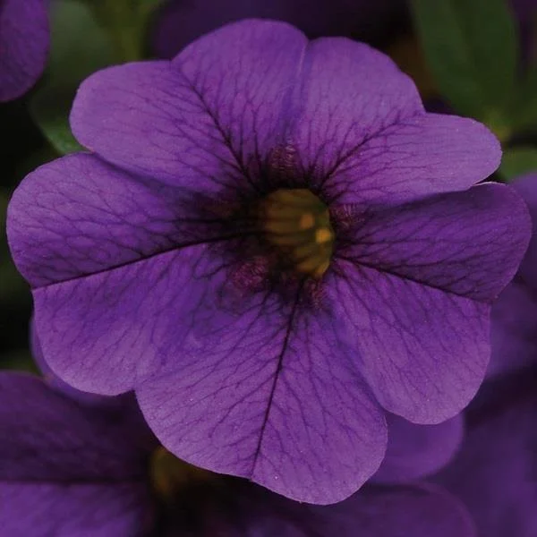 Calibrachoa Cabaret Dark Blue