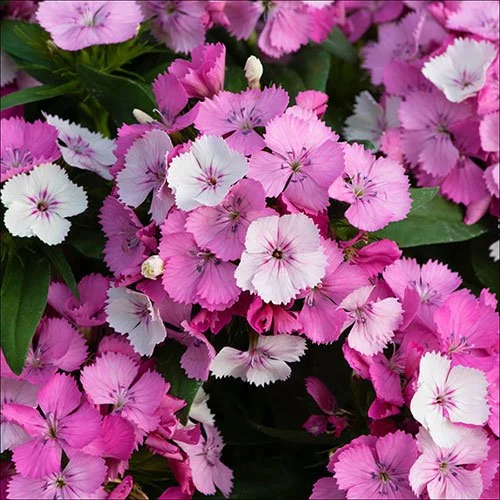 Dianthus Dart Pink Magician
