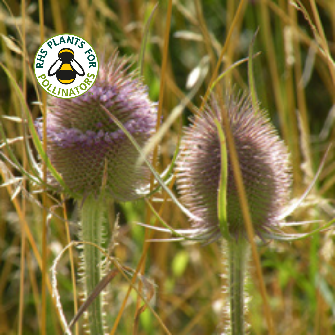 Wildflower - Teasel