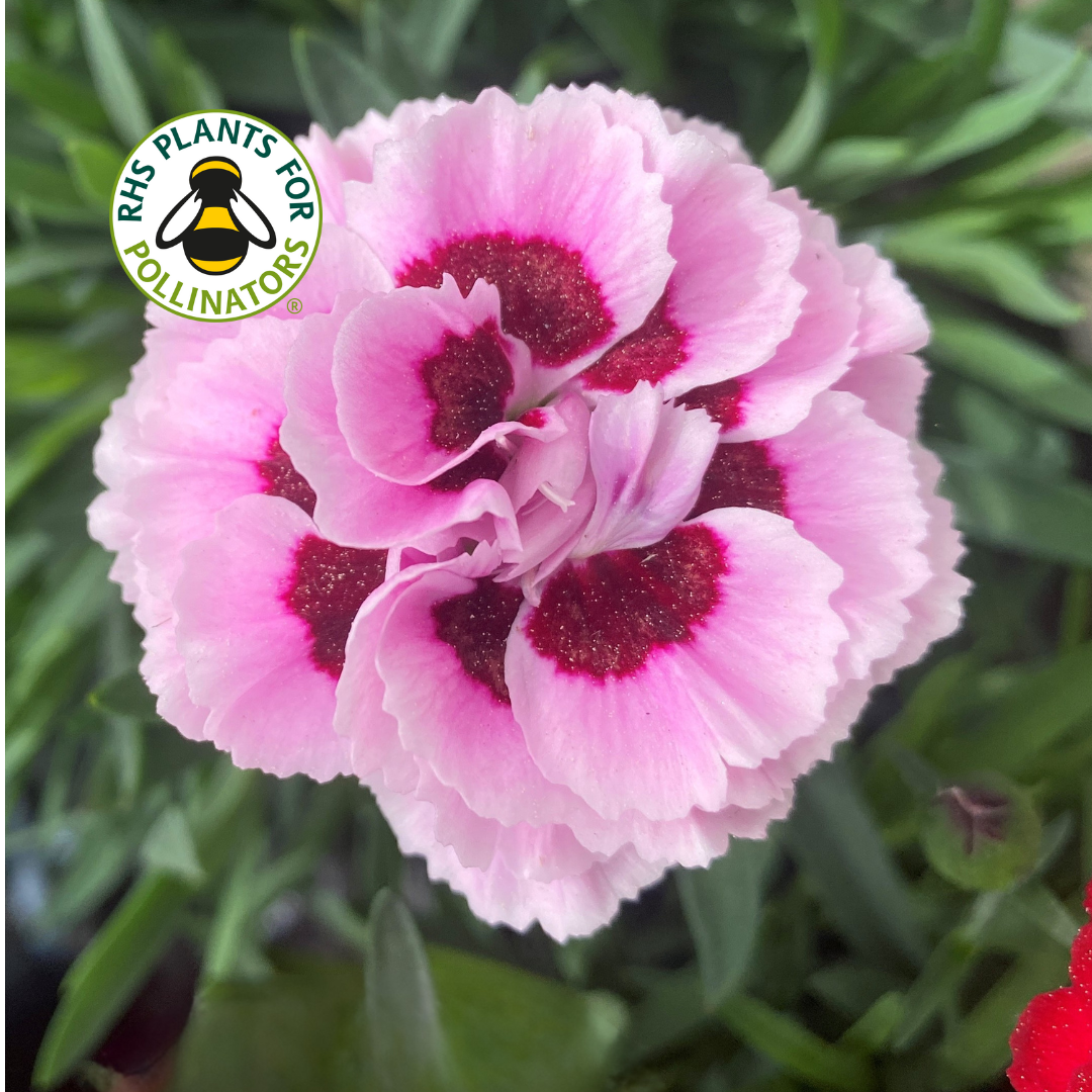Dianthus Sweet Pleasure Pink Burgundy Eye