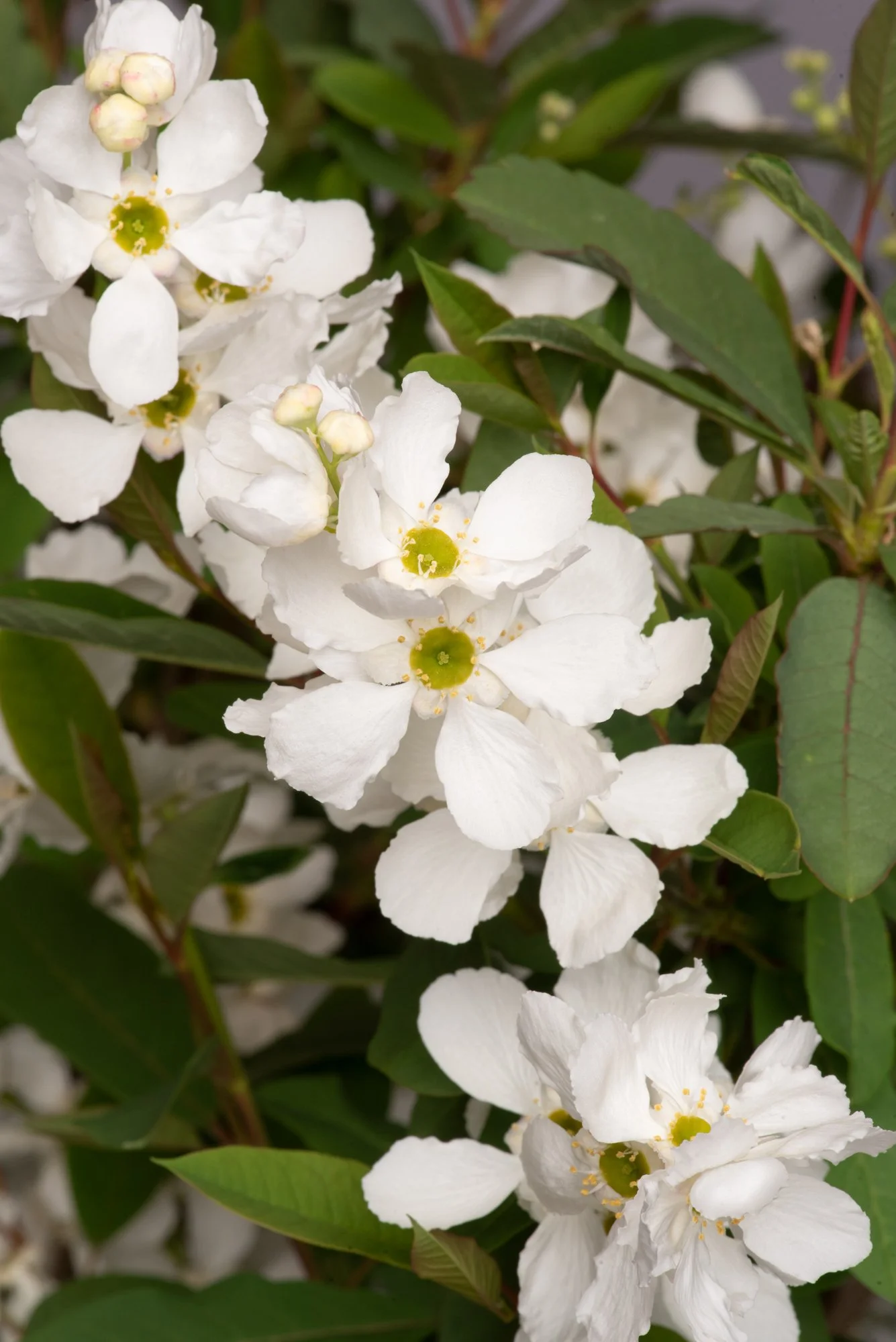Exochorda Blushing Pearl