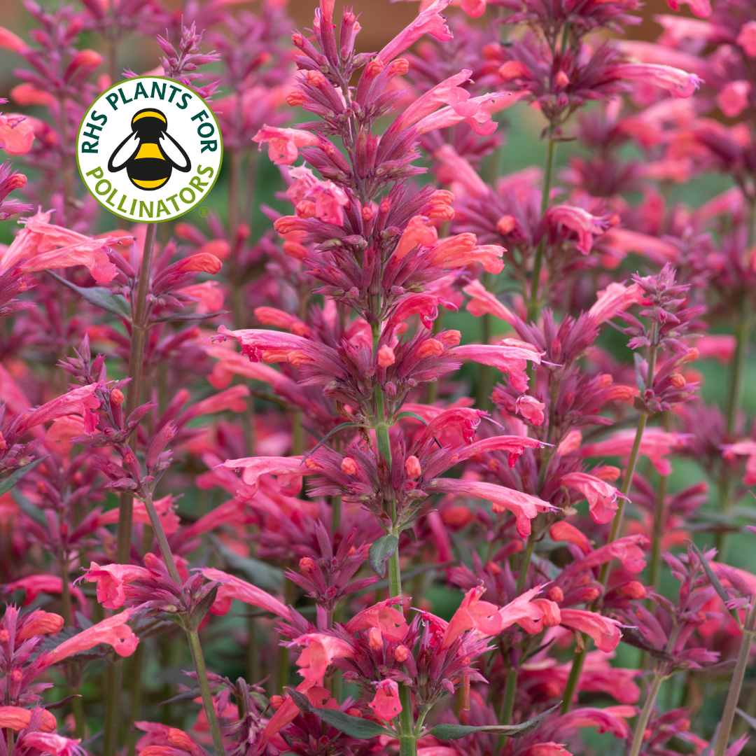 Agastache Summerlong Coral