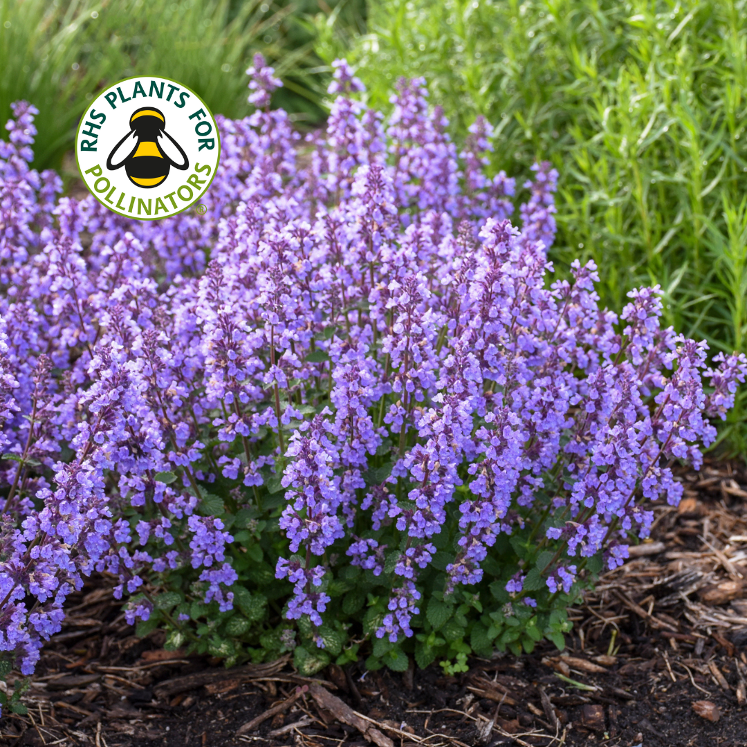 Nepeta Cat's Pyjamas