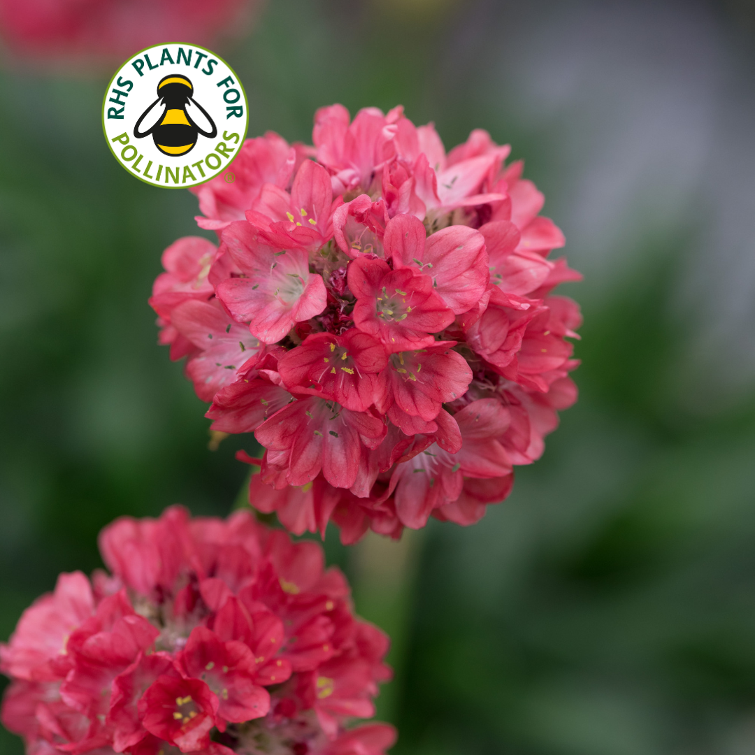 Armeria Dreameria Sweet Dreams