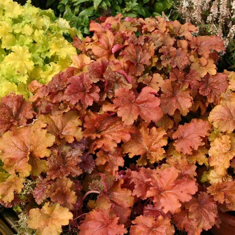 Heuchera Crème Brûlée
