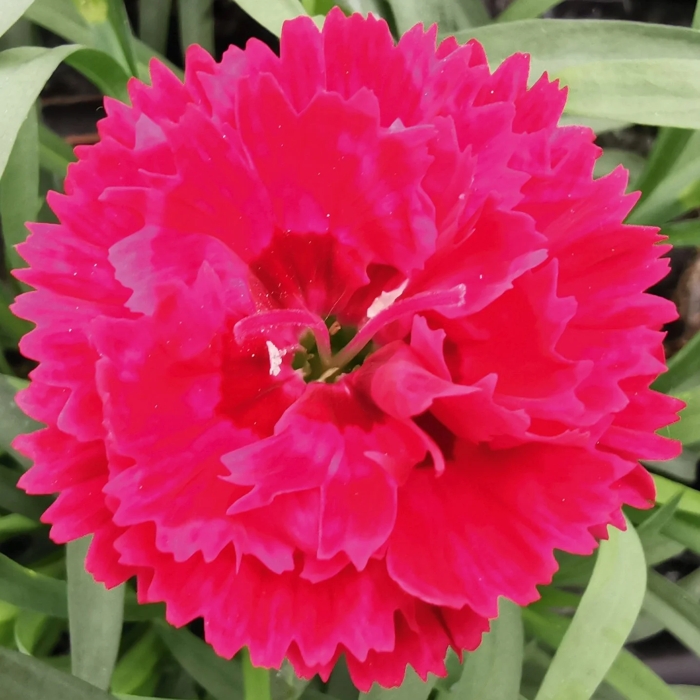 Dianthus Sweet Pleasure Cherry Eye