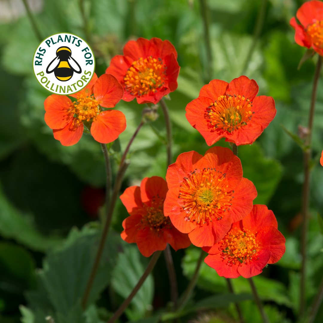 Geum Koi