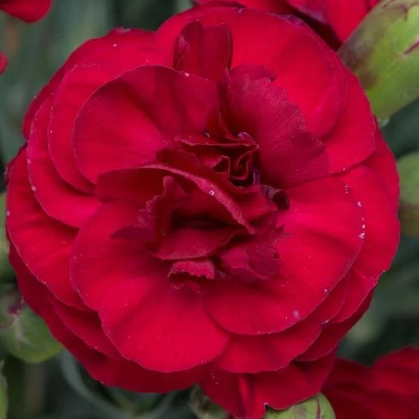 Dianthus Scent First Passion