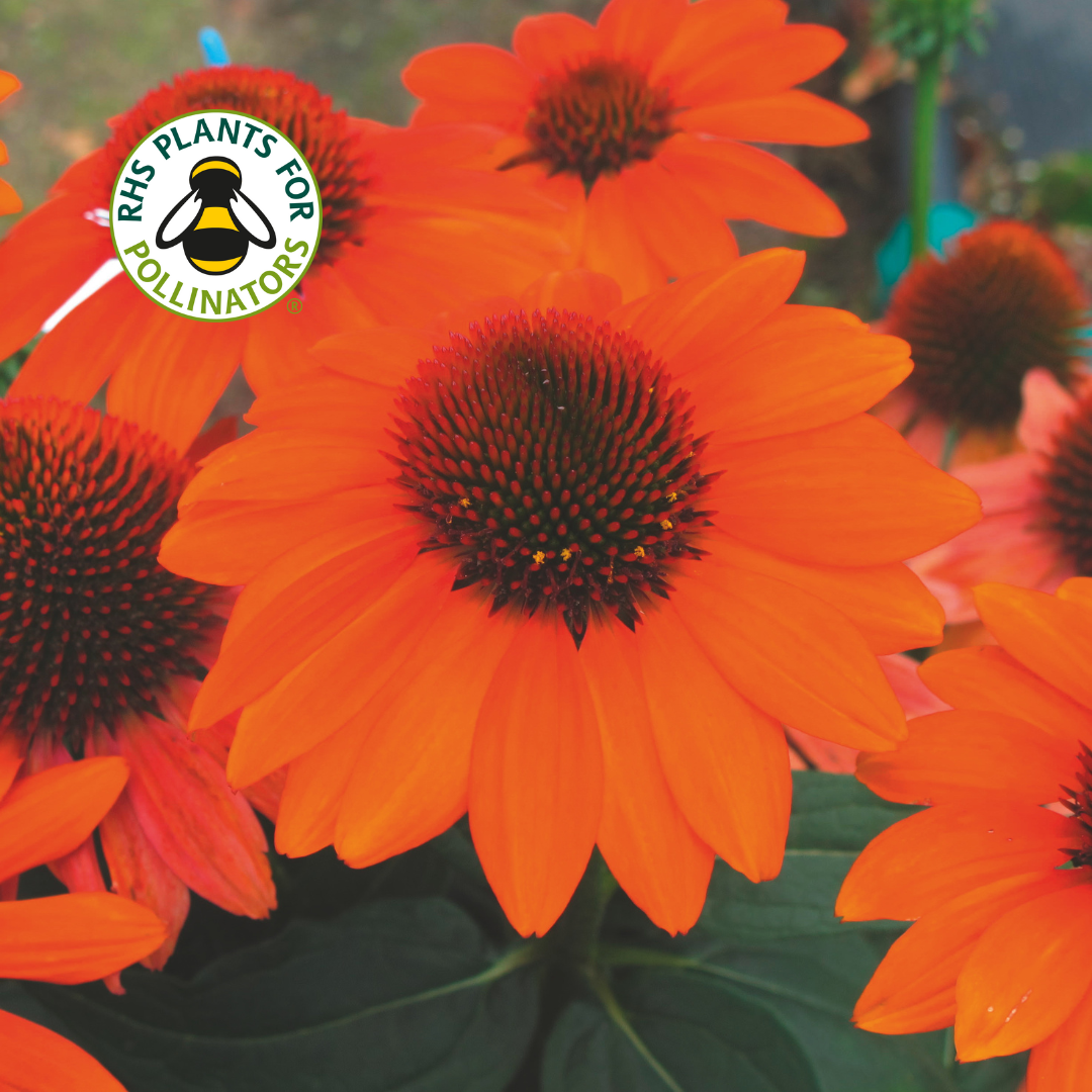 Echinacea Papallo Classic Orange