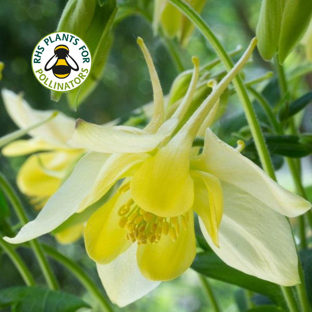Aquilegia Earlybird Yellow