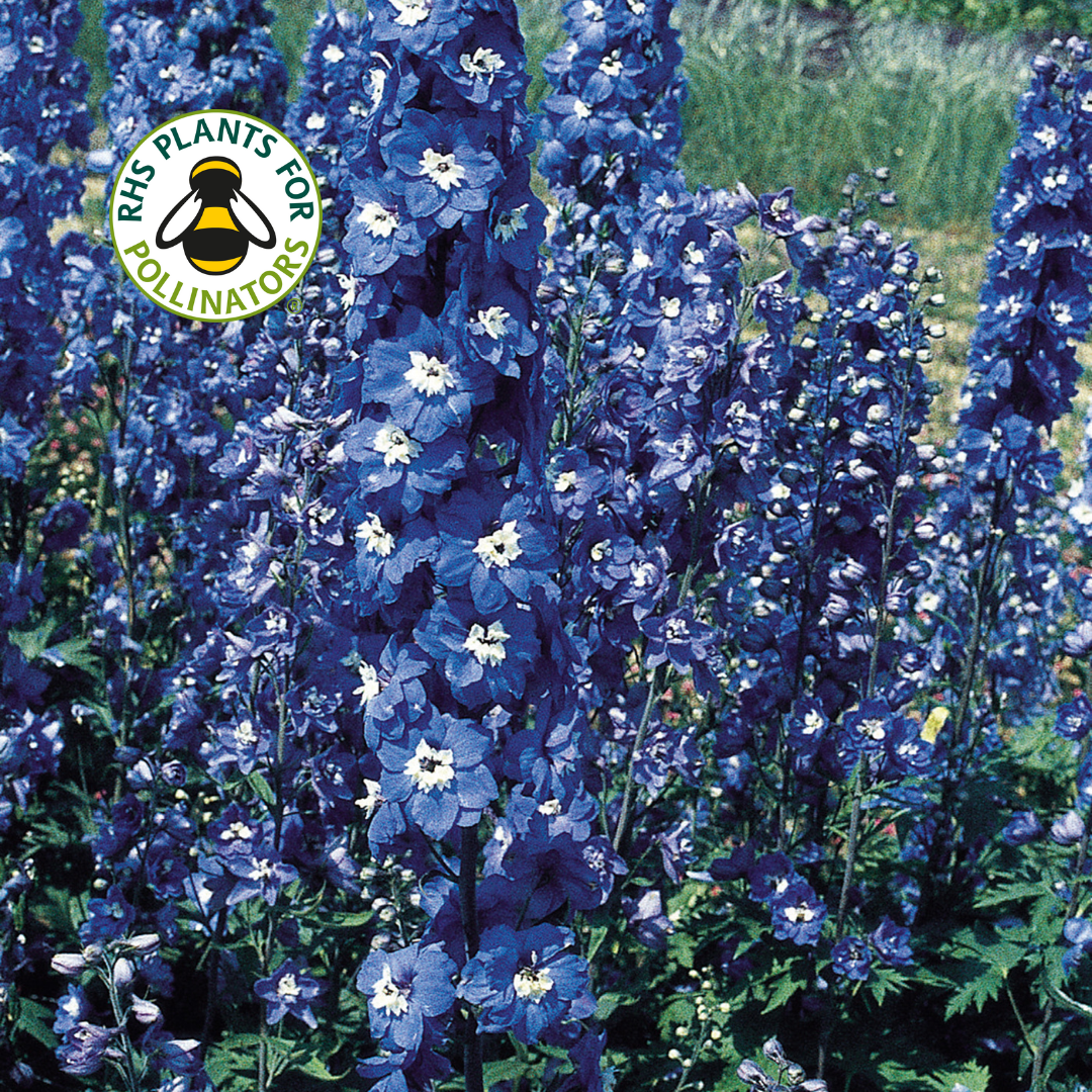 Delphinium Pacific Giant Blue Bird