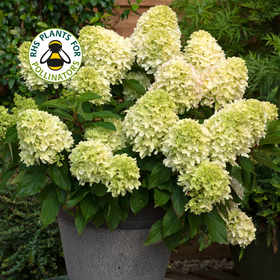 Hydrangea Little Fresco