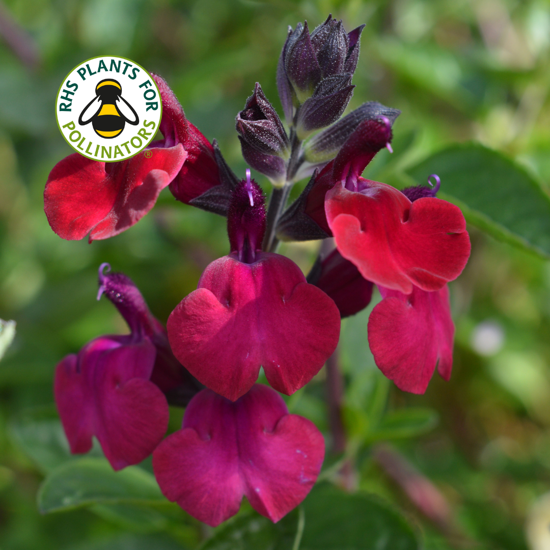 Salvia Royal Velours