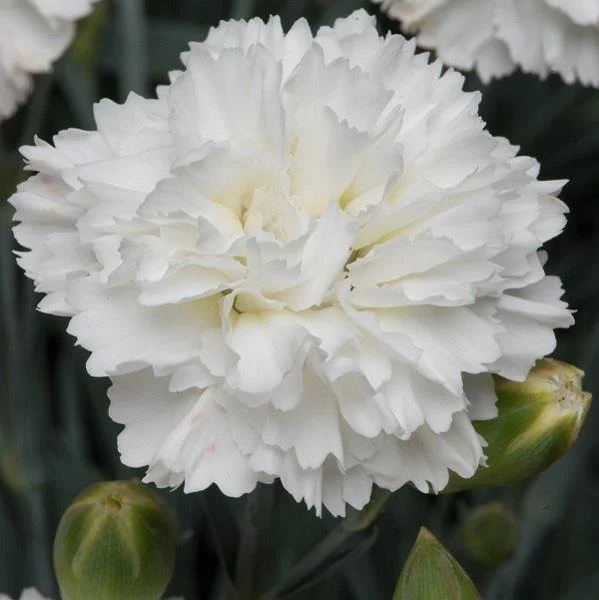 Dianthus Scent First Memories